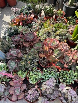 Succulent plants