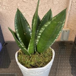 Smoke Smell Plant 