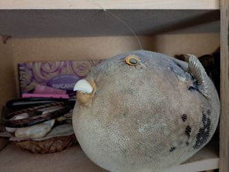 Preserved Fish Pufferfish Taxidermy Decor