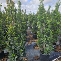 Japanese Blueberry cones  6 feet tall Instant decoration 