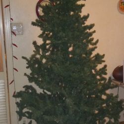 6FT CHRISTMAS TREE.....(DOES NOT INCLUDE LIGHTS)