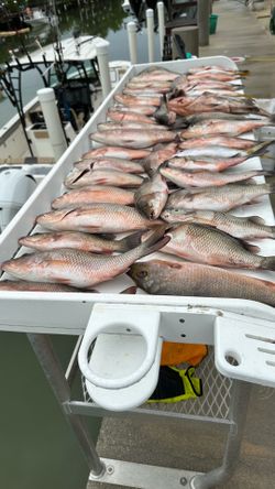Fish for sell       Pescado fresco