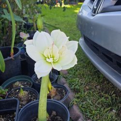 Amaryllis