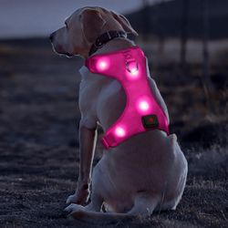 Dog Harness 