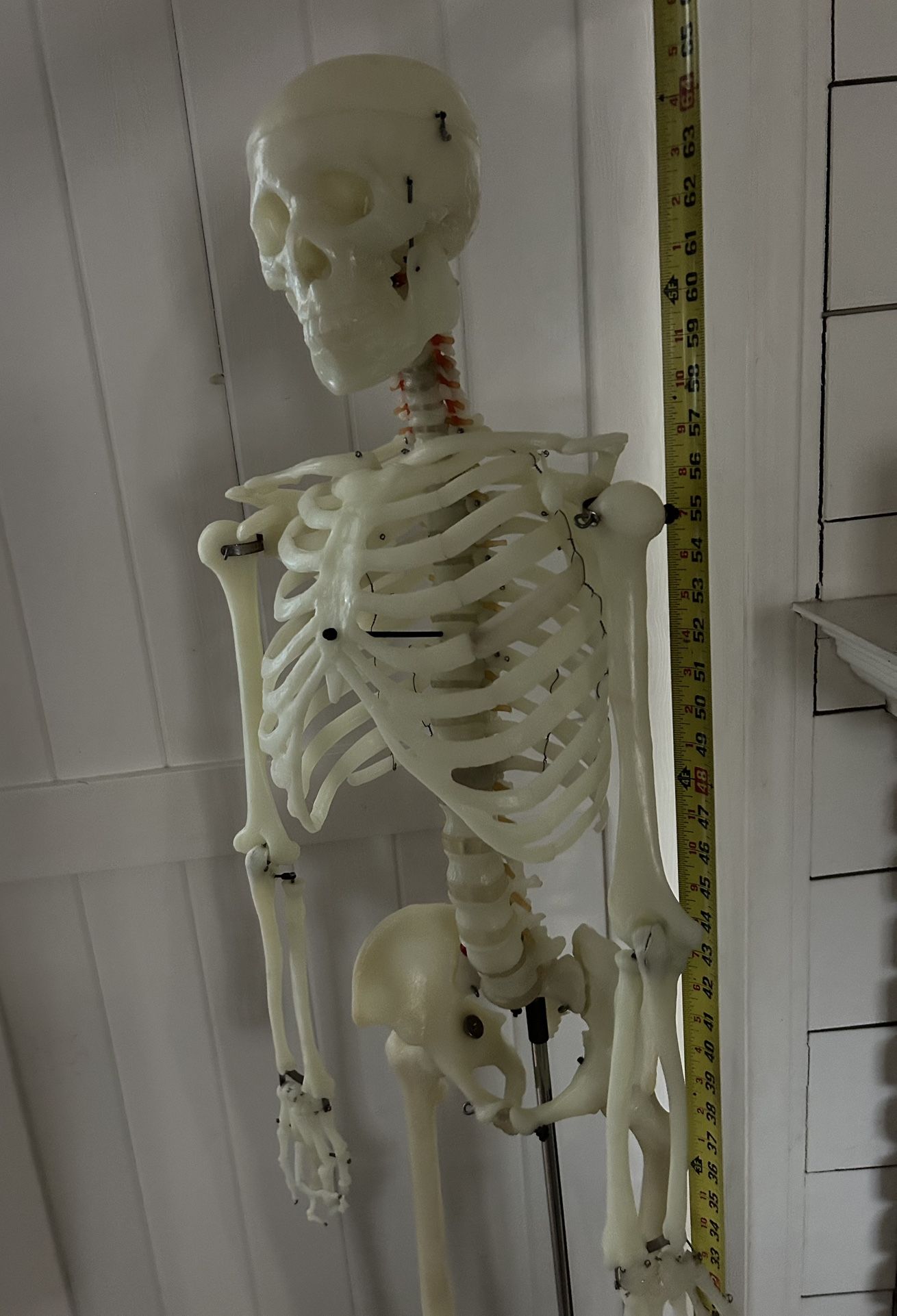 Halloween Skeleton Realistic Glows