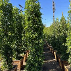Ficus Nitida Privacy Hedge
