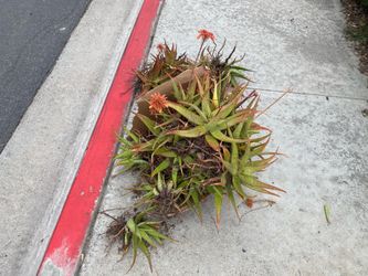 Free Red Aloe Plants