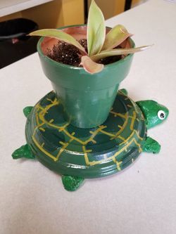 Tommy Turtle plant Holder plant included