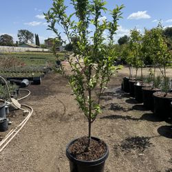 Plum” Satsuma” Tree