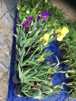 Iris plants $5.00 each
