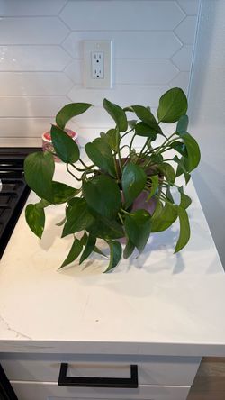 Full and Lush Golden Pothos (Epipremnum aureum) in pink ceramic pot