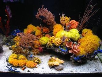 Aquarium DECORATION Sun Polyps