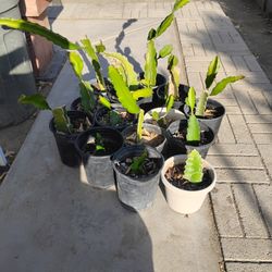 Dragon Fruit Plants