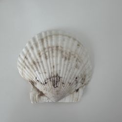 Scallop Shell #13