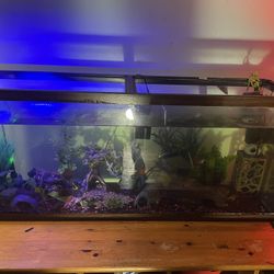 55 Gallon Freshwater Aquarium For Sale 200 Obo Pick Up Only