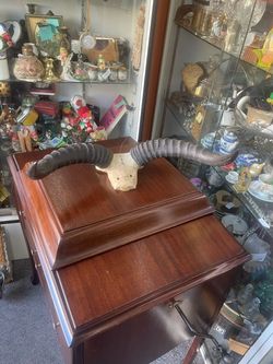Vintage Large Antelope Horns Taxidermy 17 By 12 