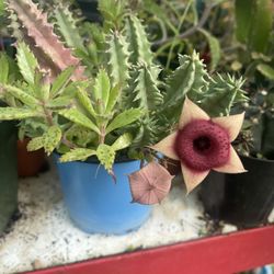 Stapelia Plant 🪴 