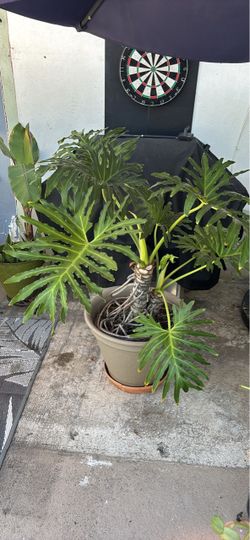 Large Philodendron Selloum Potted Plant
