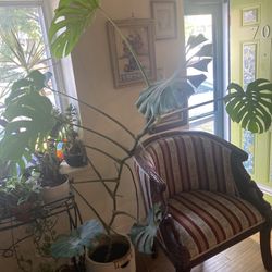Gorgeous Plant For Sunroom 