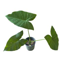 Elephant Ear Plant in Nursery Pot