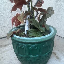 Plant And Ceramic Planters