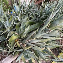 Aloe Plants Many Sizes