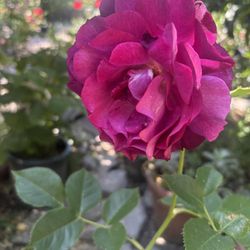 Maceta Con Varios Tipos De Rosas 