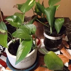 Indoor Vine Plants 3 Pots 