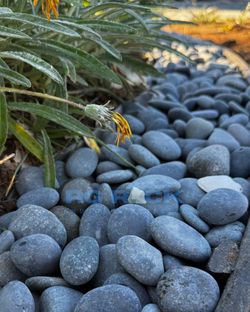 Pebbles Rocks From Mexico For Landscaping
