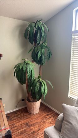 Banana Tree