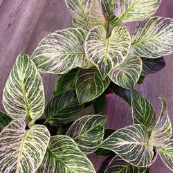 4”, 5”, & 6” Philodendron Birkin (Highly Variegated; $15 And Up!!)