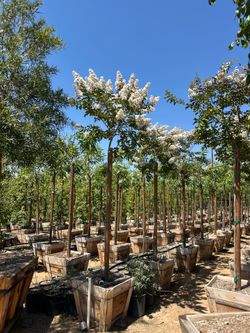 Crepe Myrtle tree 24”box