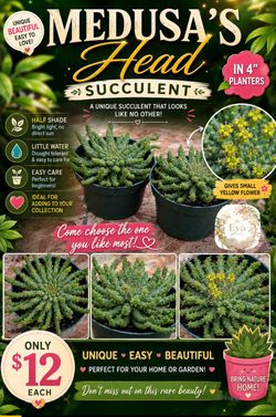 Medusa’s head succulents 🪴🌼🪼