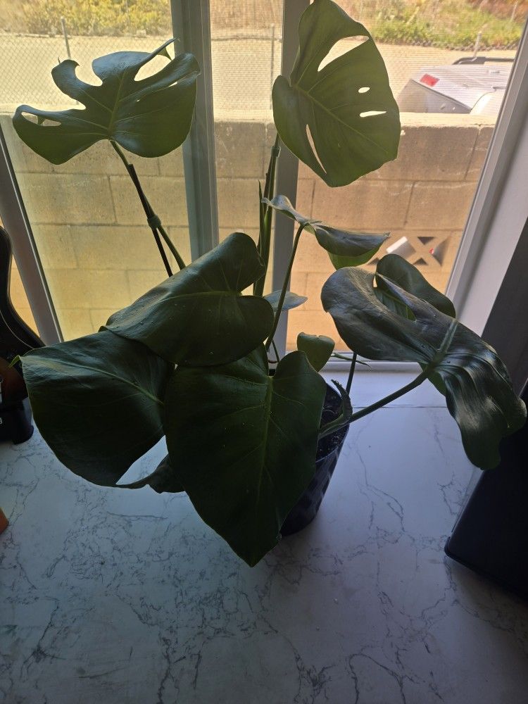 monsteria Plant
