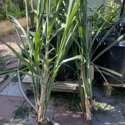 Sugarcane For Sale