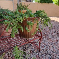 Succulent, Cacti, Garden Plant