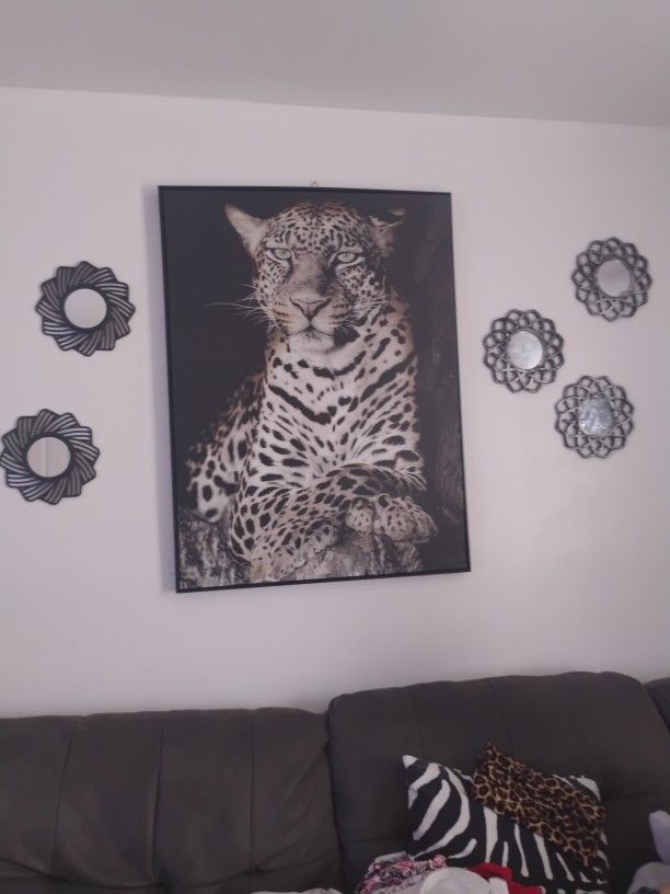 Animal Picture