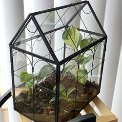 Mini Terrarium 