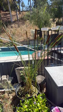 Large Cattail Plant for Pond