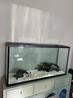 55 gallon fish tank