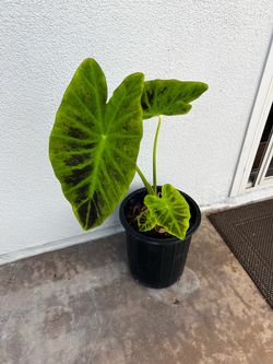 Colocasia Black Beauty Elephant Ear Plant