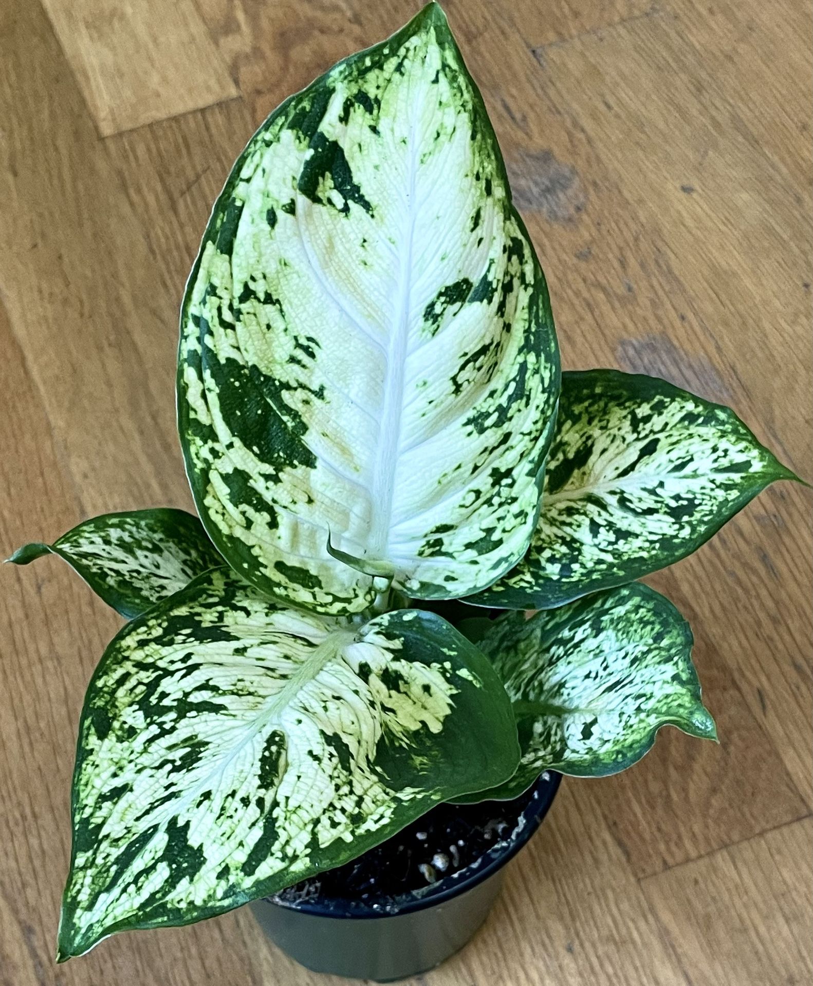 Dieffenbachia ‘Amy’ Plant / V-Day Sale ❤️ / Free Delivery Available