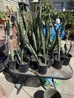 Snake Plants $10 each