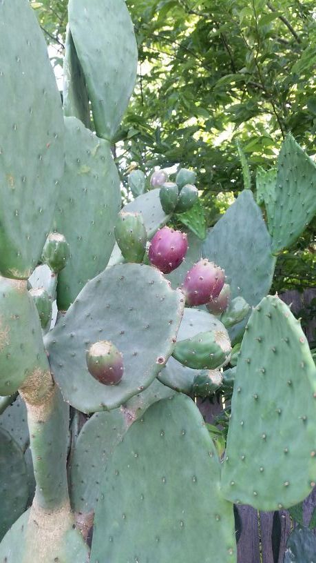 Pencas Nopales Tunas
