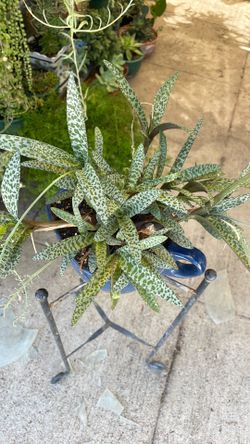Planta de suculenta