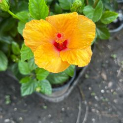 Hibiscus/tulipanes 12$