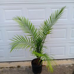 Majestic Palm 🌴 Plant 