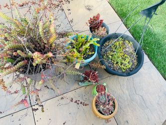 Plants