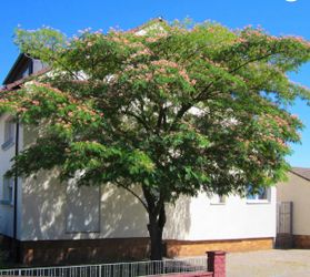 Mimosa Tree Starts of varying sizes.  Text for size and pricing.