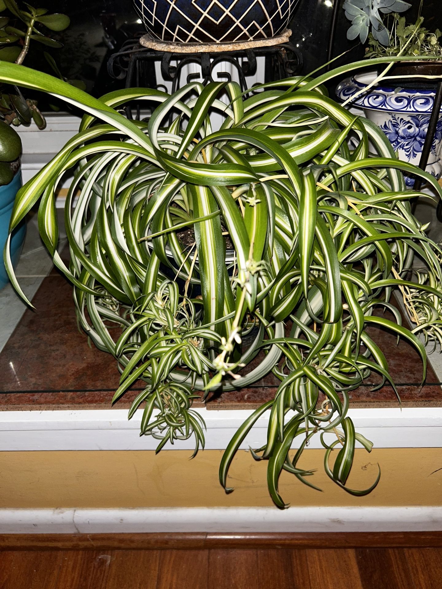 $30=1 plant comes in plastic growers pot. Planters available for purchase